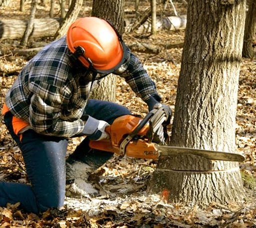 Tree Removal in East Thetford, VT